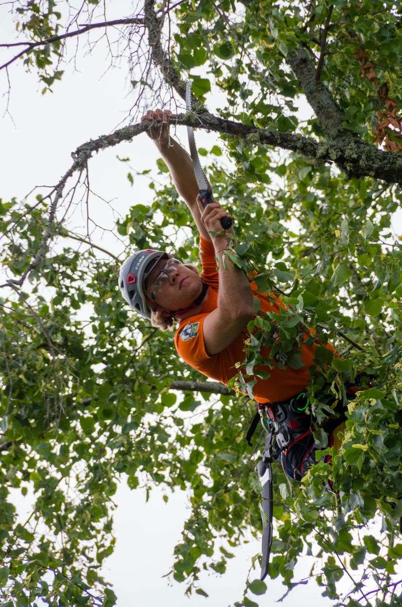 Trimming Trees That Hang Over Property Lines