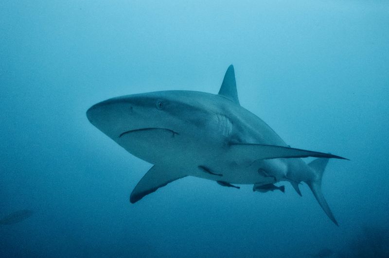 Sharks are older than trees