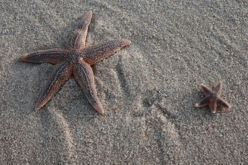 There Are More Stars Than Grains of Sand