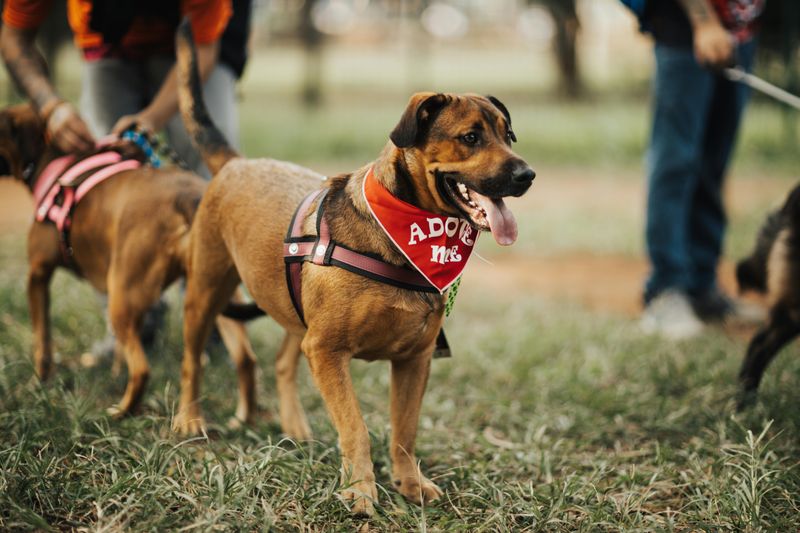 Adopting Pets Without Research