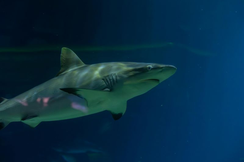 Sharks Existed Before Trees