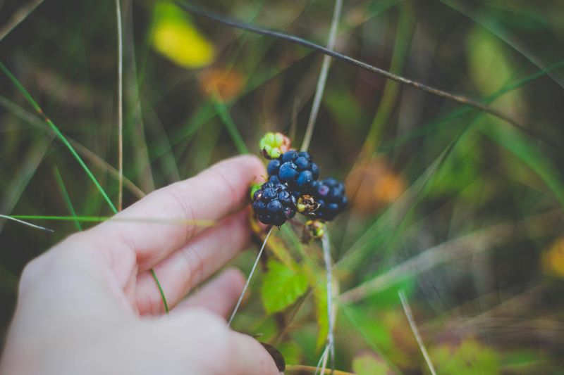 Growing and Foraging Wild Foods