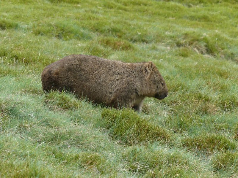 Wombat poop is cube-shaped