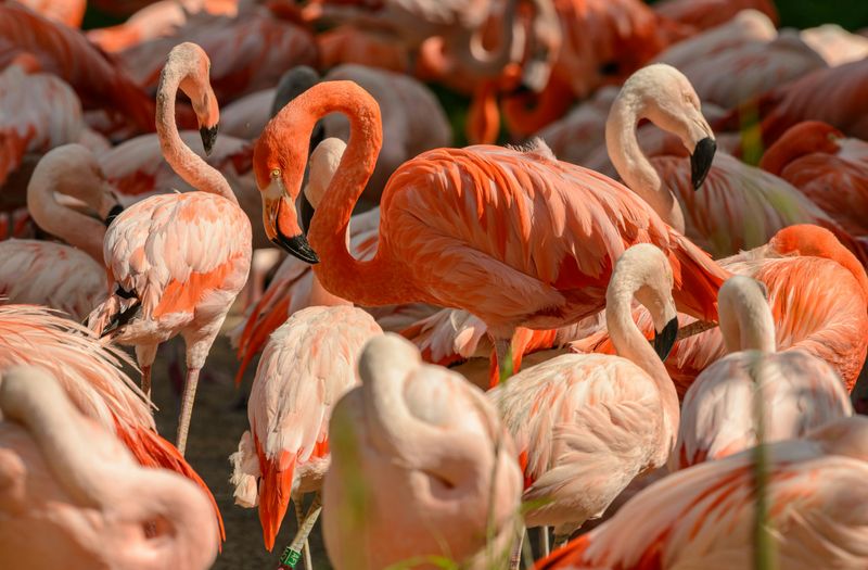 A Group of Flamingos Is Called a Flamboyance