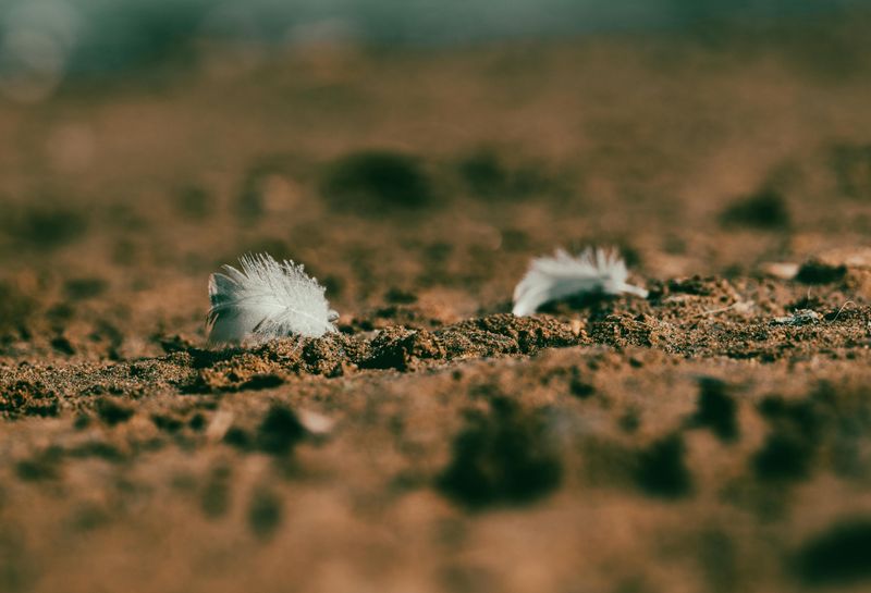 White Feathers Appearing Unexpectedly