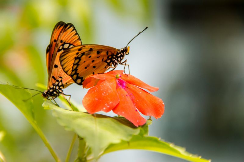 Butterflies Taste With Their Feet