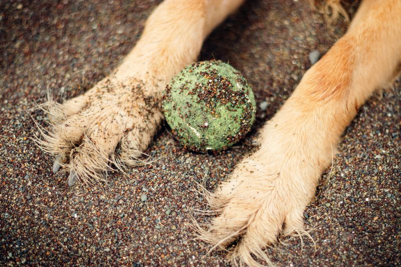 Dirty pet items