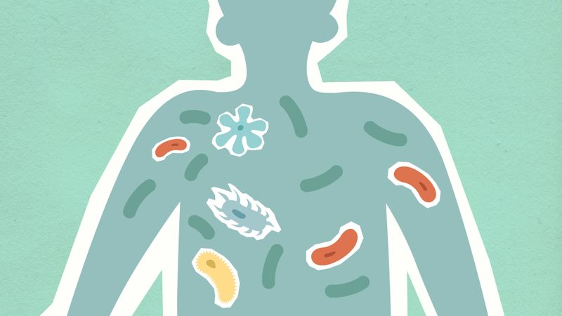 Your body has more bacterial cells than you might expect