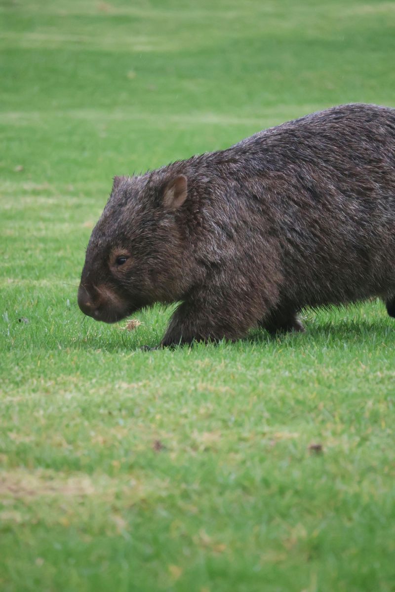 Wombat Poop Is Cube-Shaped