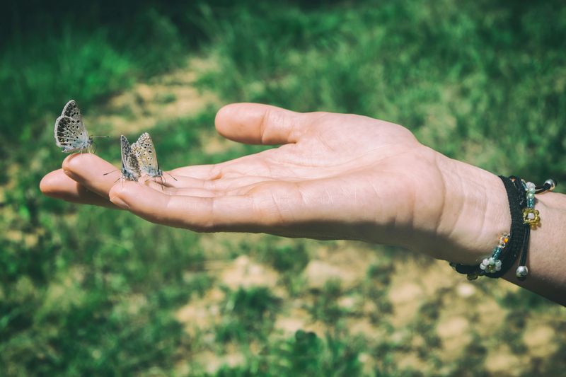 Butterflies Landing Close to You