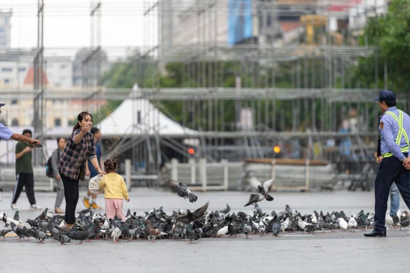 Feeding Pigeons in Public Squares