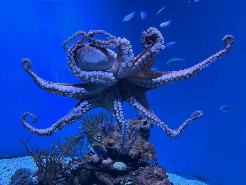 Octopuses have three hearts