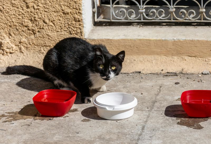 Pet Food and Water Bowls