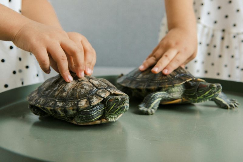 Some turtles can breathe through their rear ends