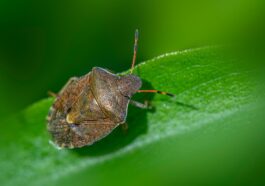 A brown stink bug rests on a green leaf
