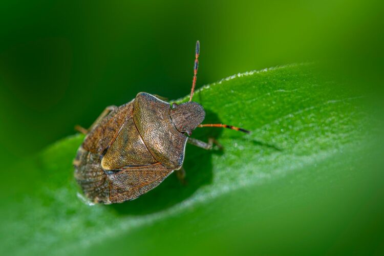 A brown stink bug rests on a green leaf