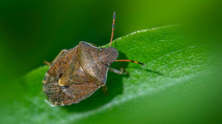 A brown stink bug rests on a green leaf